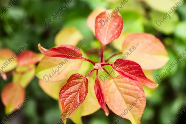 Closeup of beautiful reddish leaves on the branch on blurred