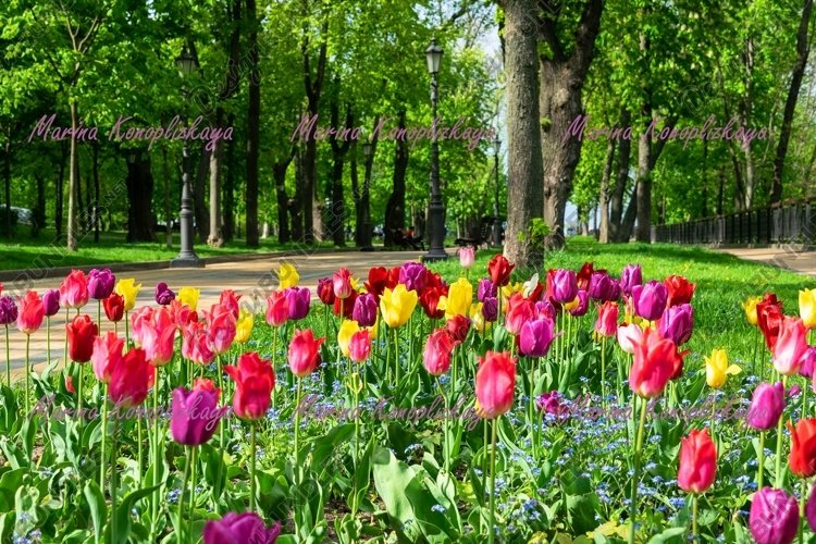 Garden Background Image 10