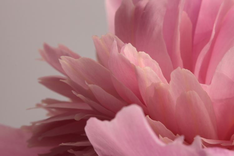 Close-up Soft focus cream beige, pink Peony Flower petal.