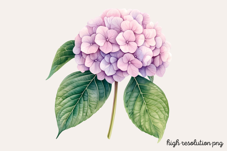 Hydrangea Png Image 6