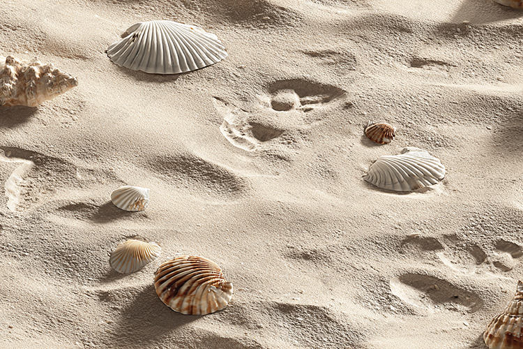 Seashells on Sandy Beach Background