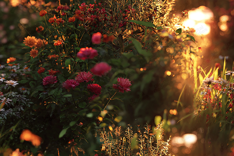 Sunburst Background Image 23