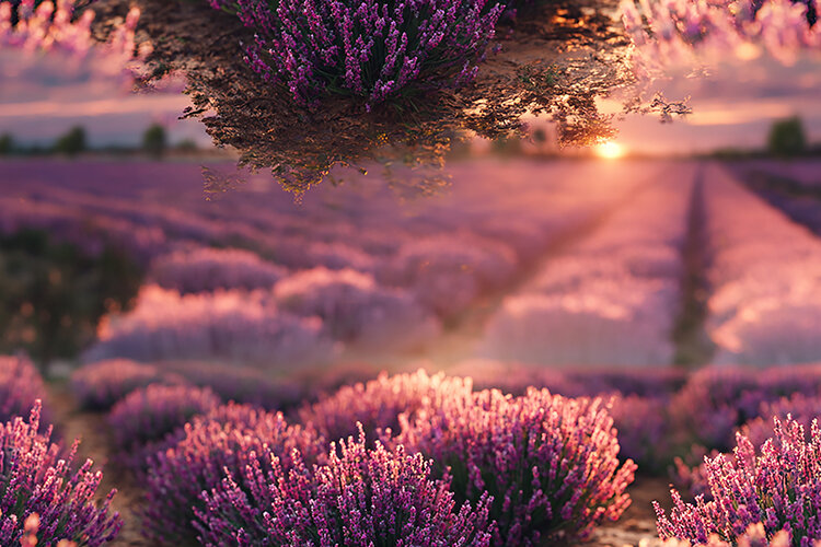 A serene lavender field at sunset with rows of purple flower