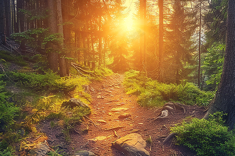Sun-Drenched Golden Forest Trail Background