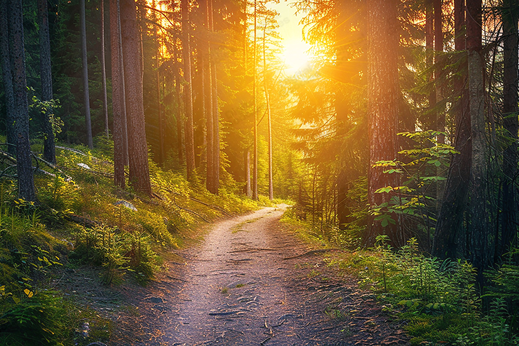 Golden Sunlit Forest Path Nature Background