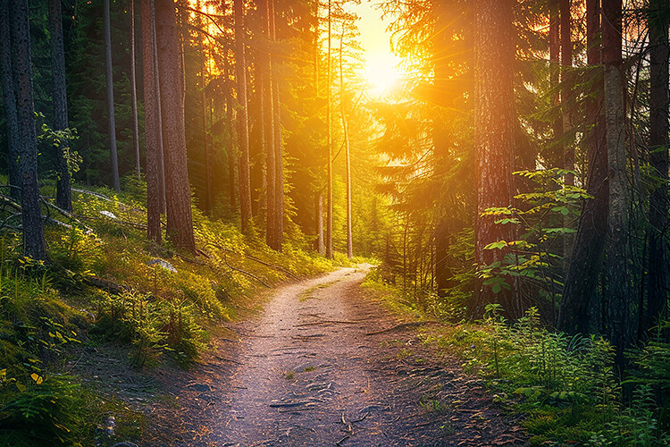Forest path bathed in warm sunlight during a (6604411)