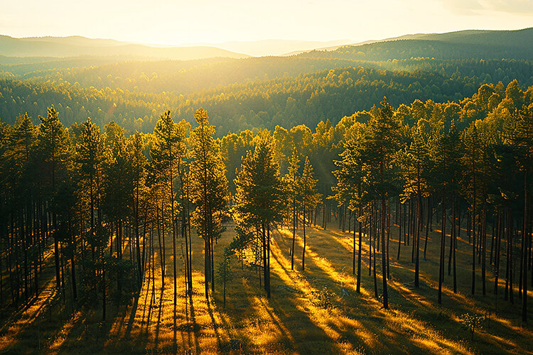 At sunset with trees casting long shadows on the ground