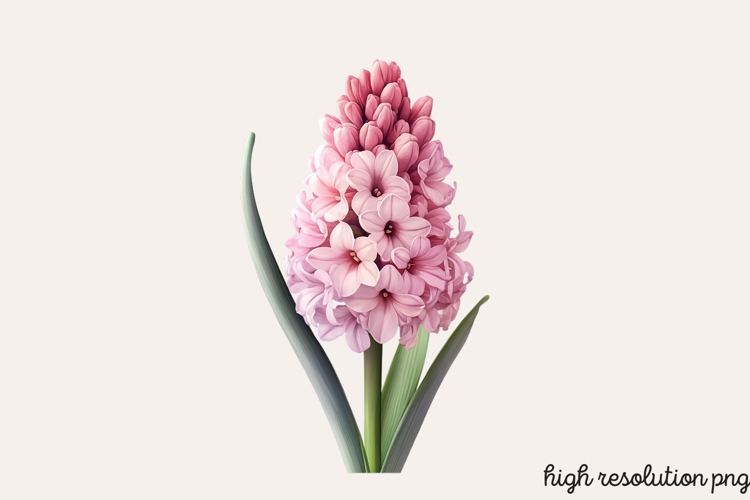 Spring Hyacinth Flower Clipart PNG
