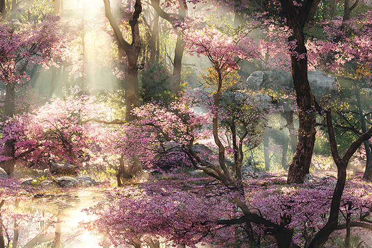 Cherry Background Image 18