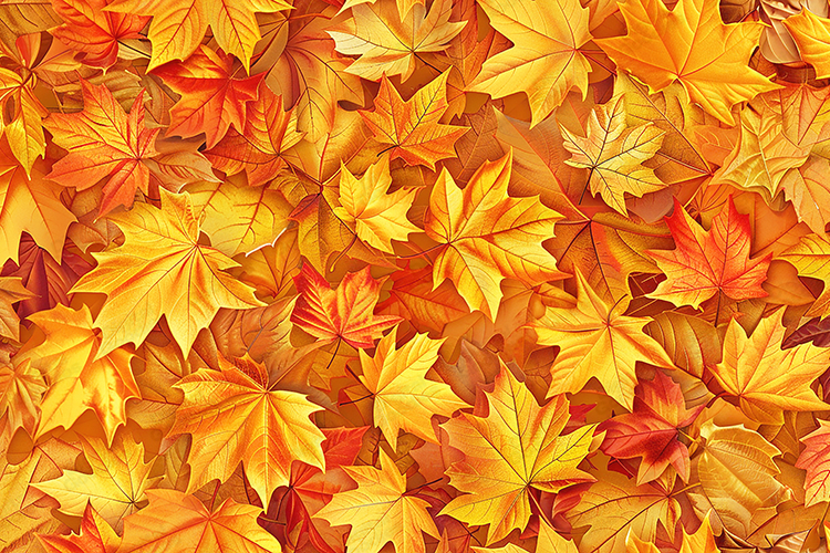 Golden Autumn Maple Leaves Background with Warm Fall Tones
