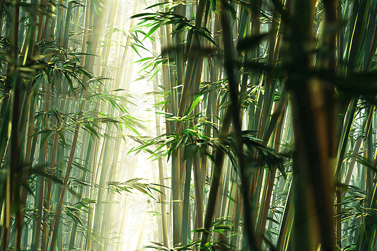 Sunlit Bamboo Forest Background with Soft Natural Light