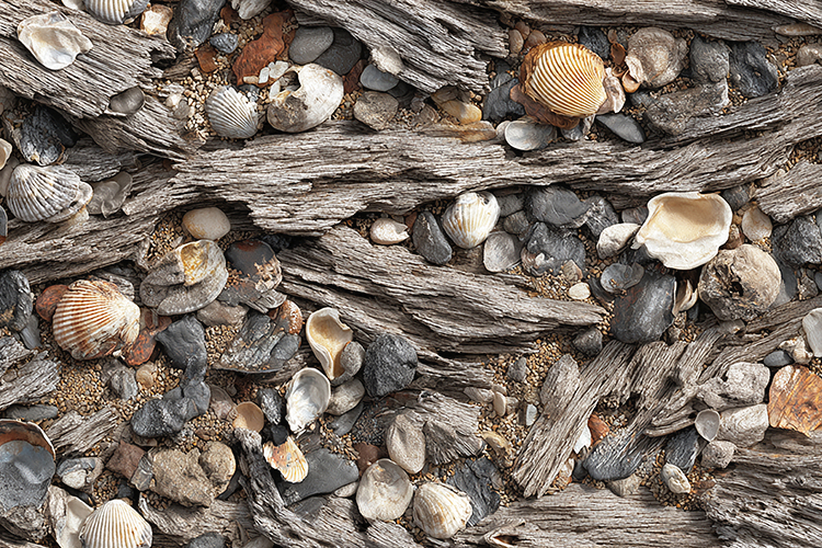 Coastal Driftwood and Seashells Natural Beach Background