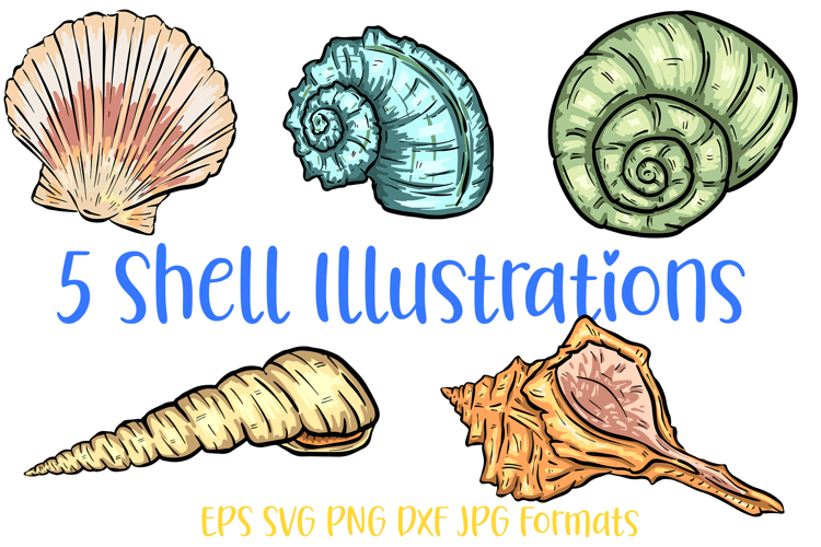 Shell Illustration Image 8