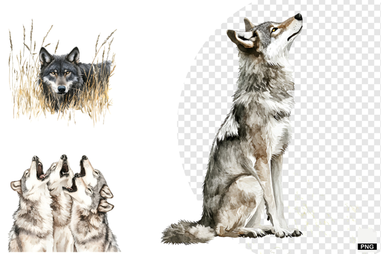 Winter Gray Wolves Clipart