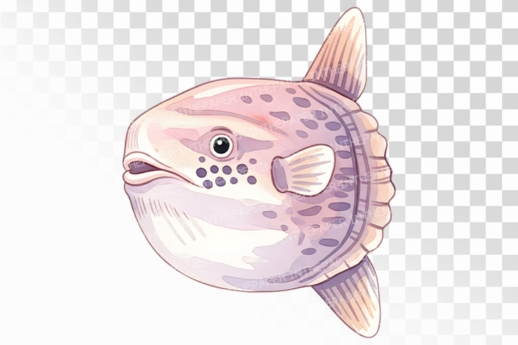 Cute Sunfish Ocean Animal PNG Summer Aquatic Marine Mola