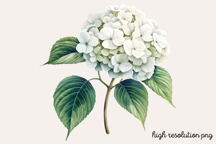 Hydrangea Png Image 10