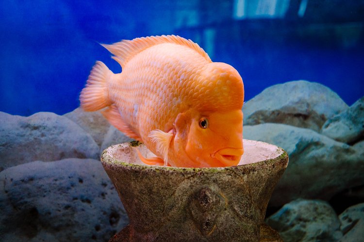 Red Parrot Cichlid in the water in an aquarium example image 1