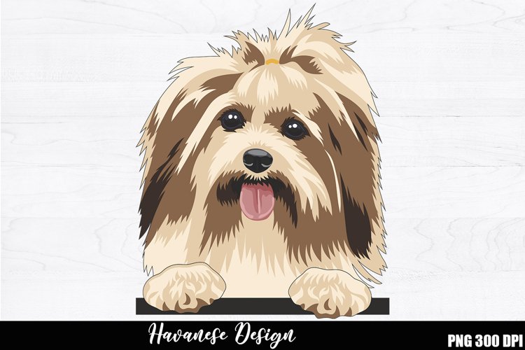 Havanese Sublimation, Havanese PNG