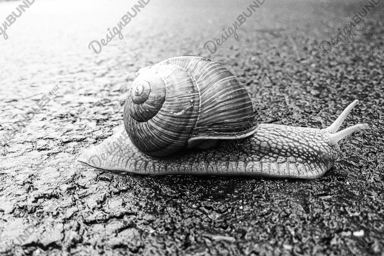 Snail Clipart Image 17