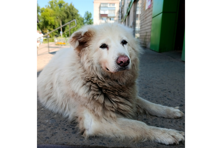 White stray dog with pink nose lying