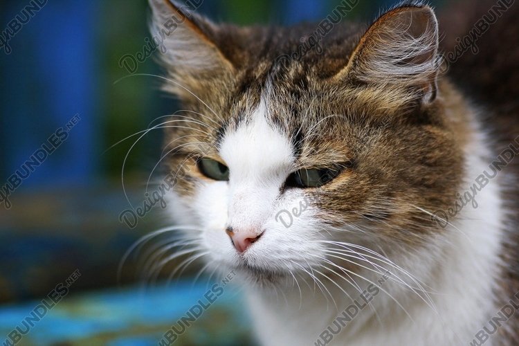 Pets Clipart Image 9
