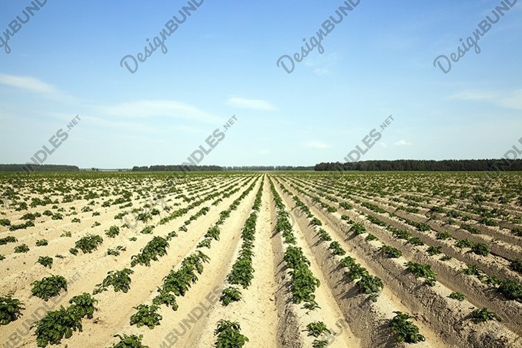 Potatoes in the field