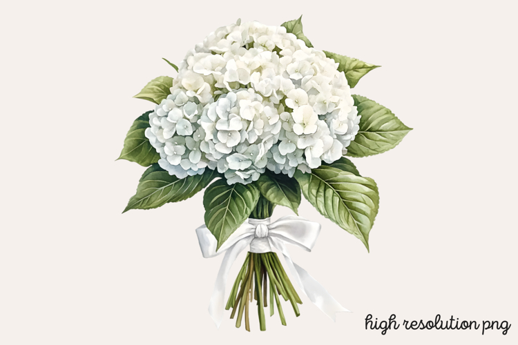 Hydrangea Png Image 8
