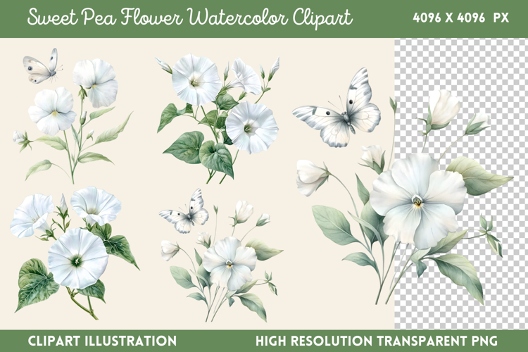 Sweet Pea Flower Watercolor Clipart PNG