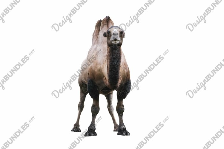 Brown Backgrounds Image 3