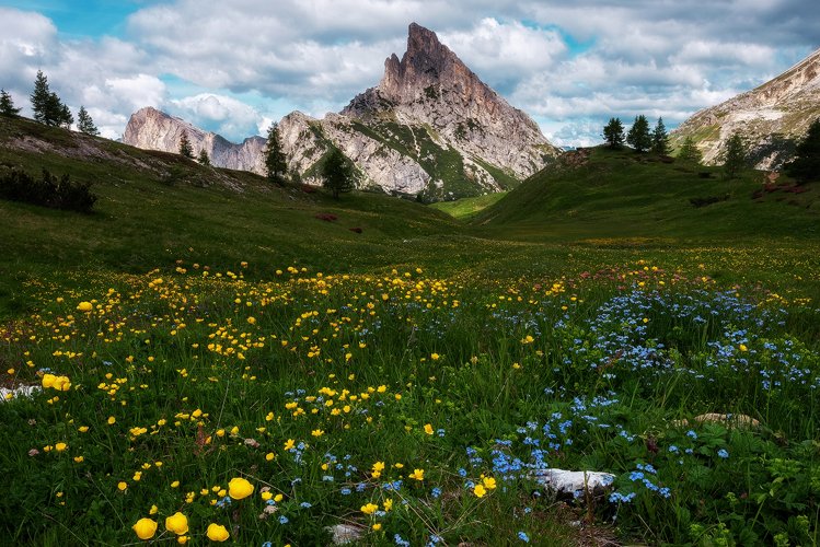Flowers below the Falzare