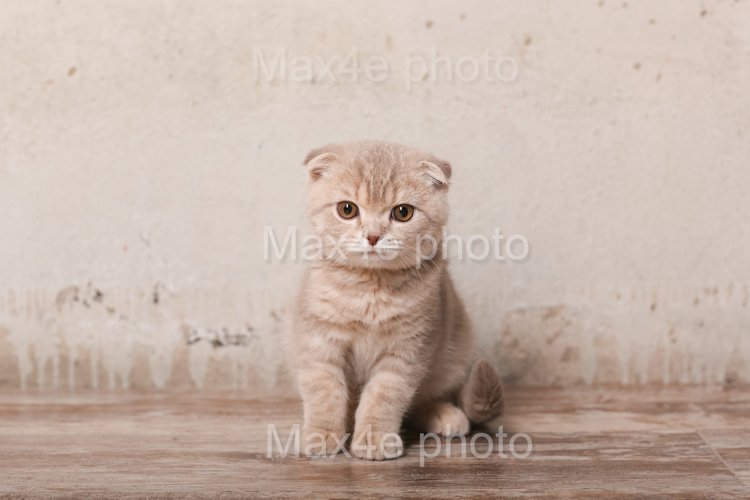 Kitty Clipart Image 24