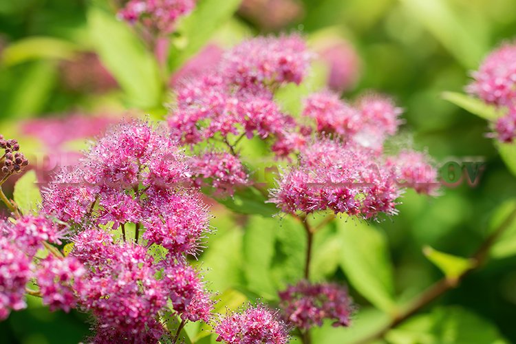 Garden Background Image 13