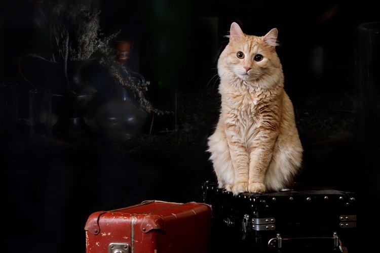 sad cat