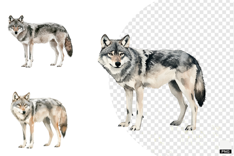 Winter Gray Wolves Clipart