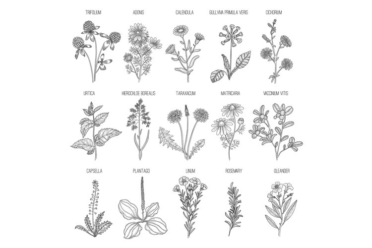 Rosemary Illustration Image 7