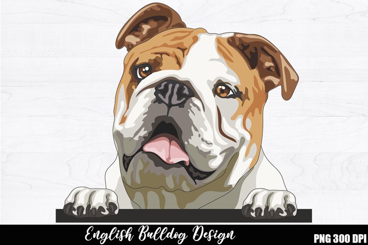 Bulldog Clipart Image 19
