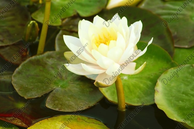 Garden Background Image 4