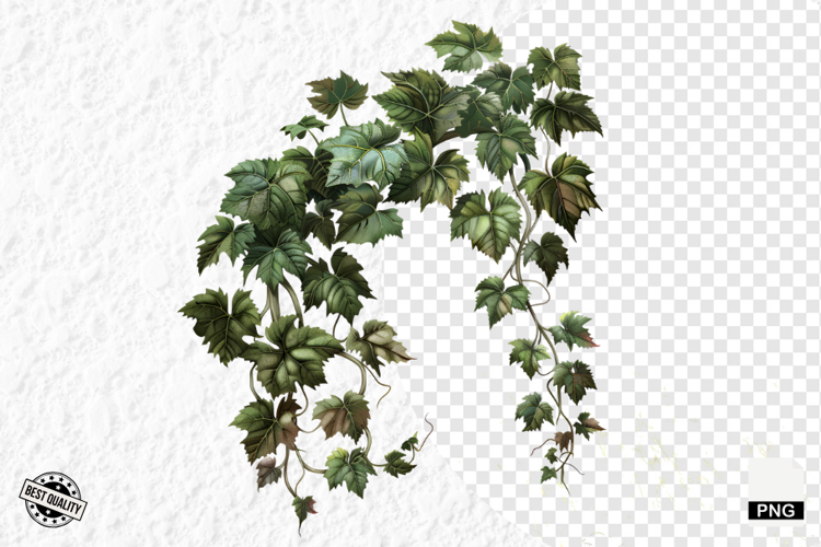 Summer Grapes Vine Clipart