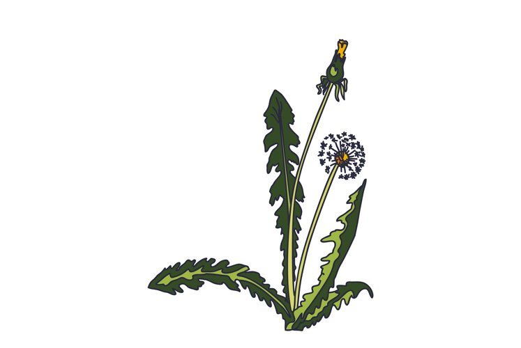 Dandelion Clipart Image 3