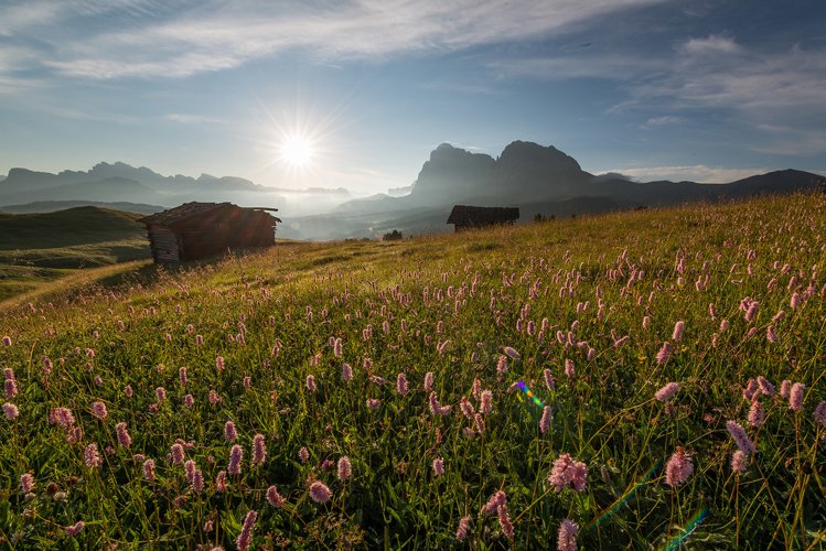 Beautiful flowers at Alpe di Siusi