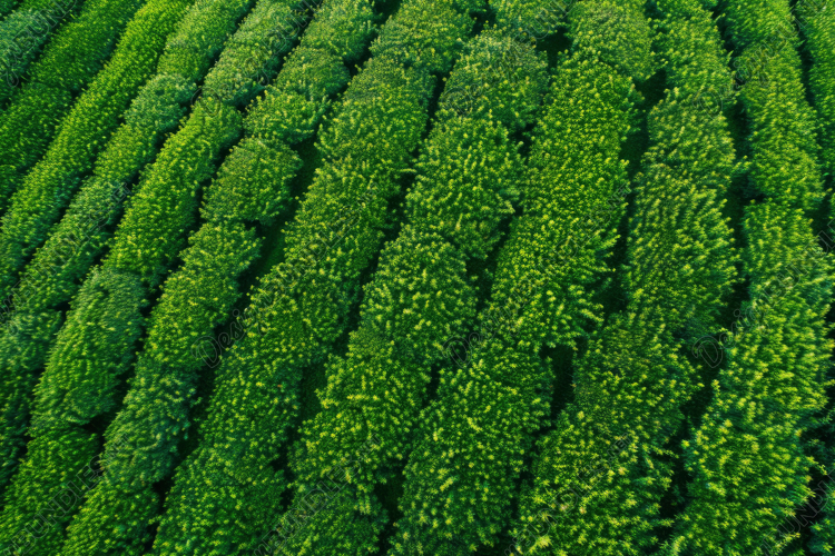 Green Texture Background Image 12