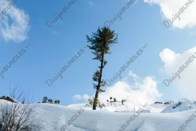 Breathtaking view of the trees on the snow-covered