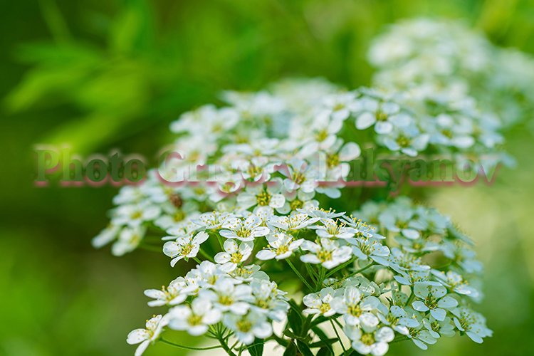 Stock Photo - Blooming white spirea on a spring day close-up