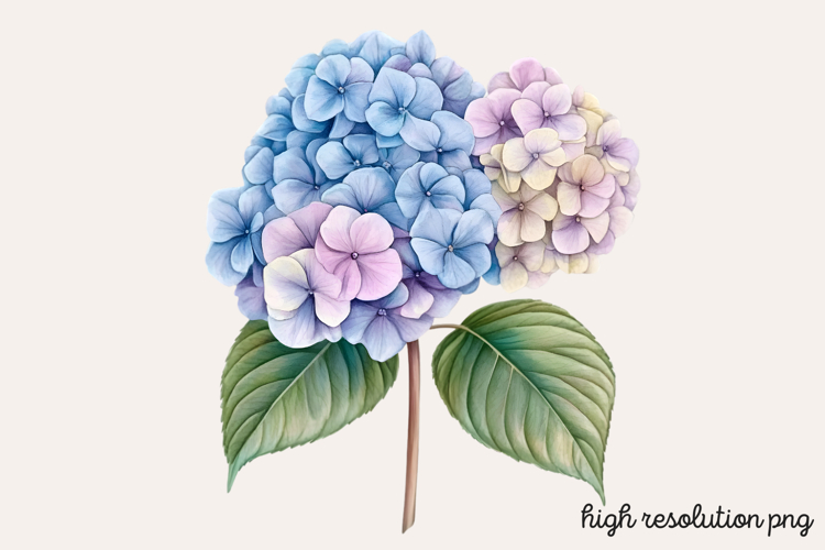 Hydrangea Png Image 7