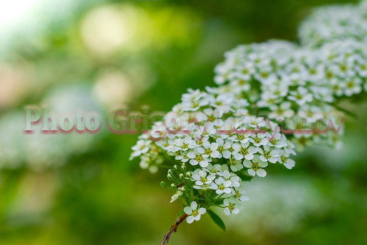 Garden Background Image 2