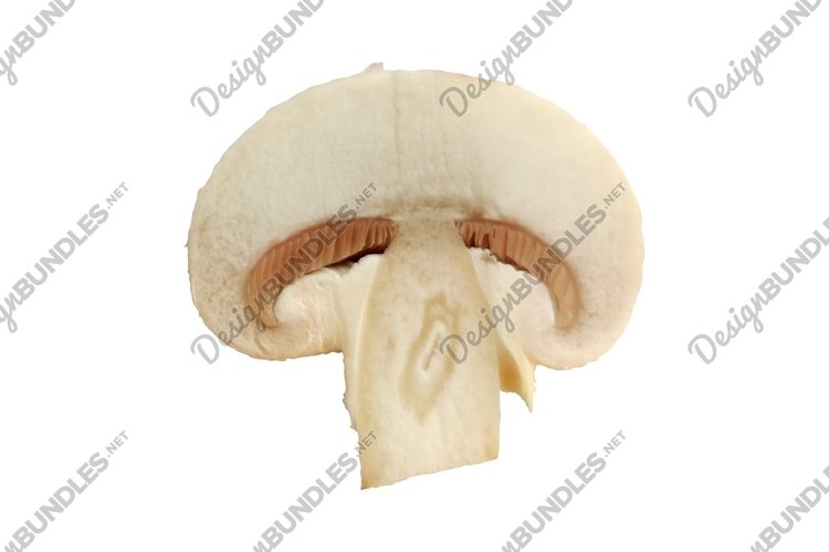 One single champignon mushroom slice isolated macro photo