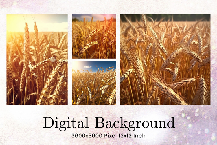 Field of Wheat Background Wallpaper Wheat Field View Wallart