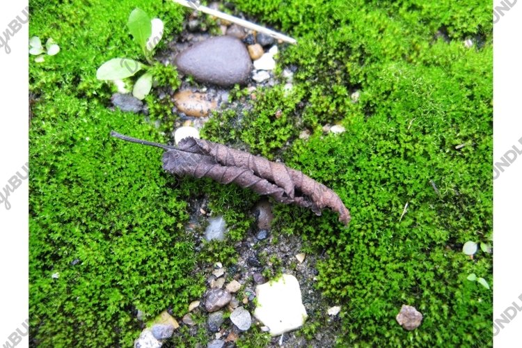 Microcosm moss stone ground leaf snail nature natural macro