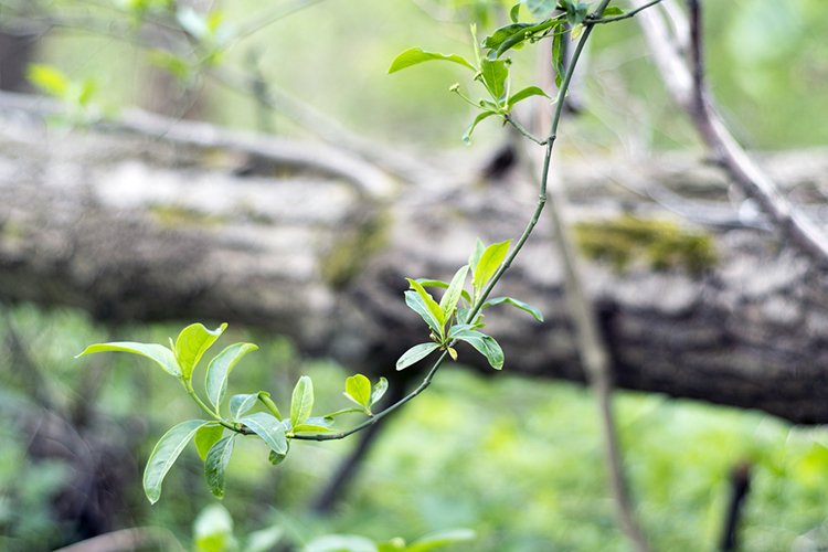 Park Background Image 6