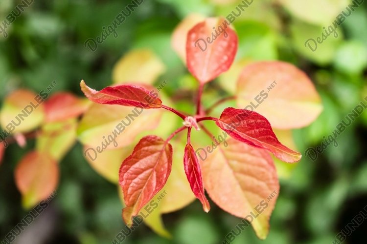 Spring Clipart Image 13